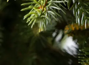 Елка Аляска Слим 2280см 1